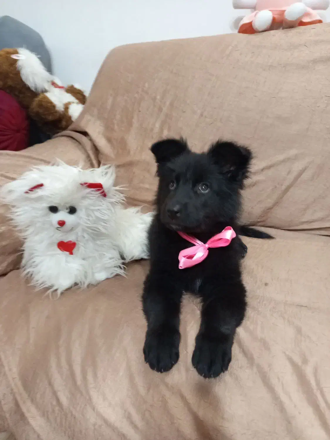 توله ژرمن بلک شپرد دوماهه|سگ|زرقان, |دیوار