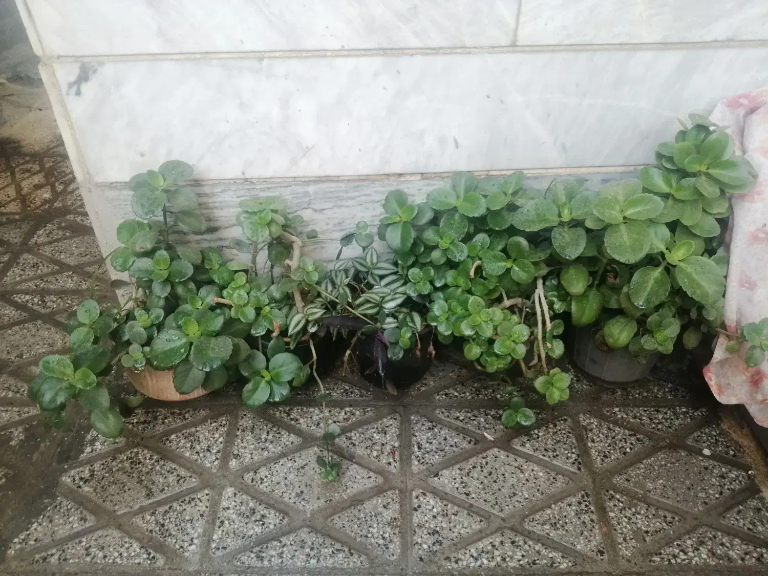 گل قاشقی|گل و گیاه طبیعی|بروجرد, |دیوار