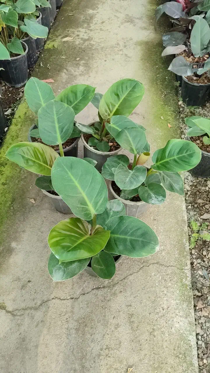 انواع گل ها آپارتمانی بیرونی|گل و گیاه طبیعی|نیشابور, ناسیونال|دیوار