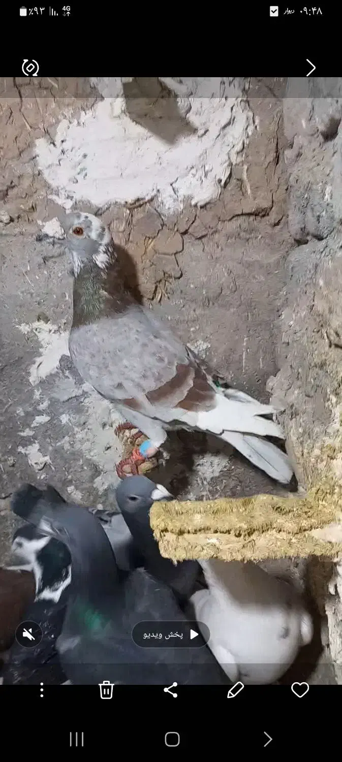 چند عدد پرشی|پرنده|شیروان (خراسان), |دیوار