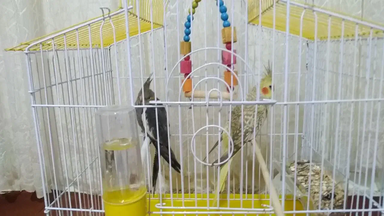 طوطی عروس|پرنده|زیرآب, |دیوار