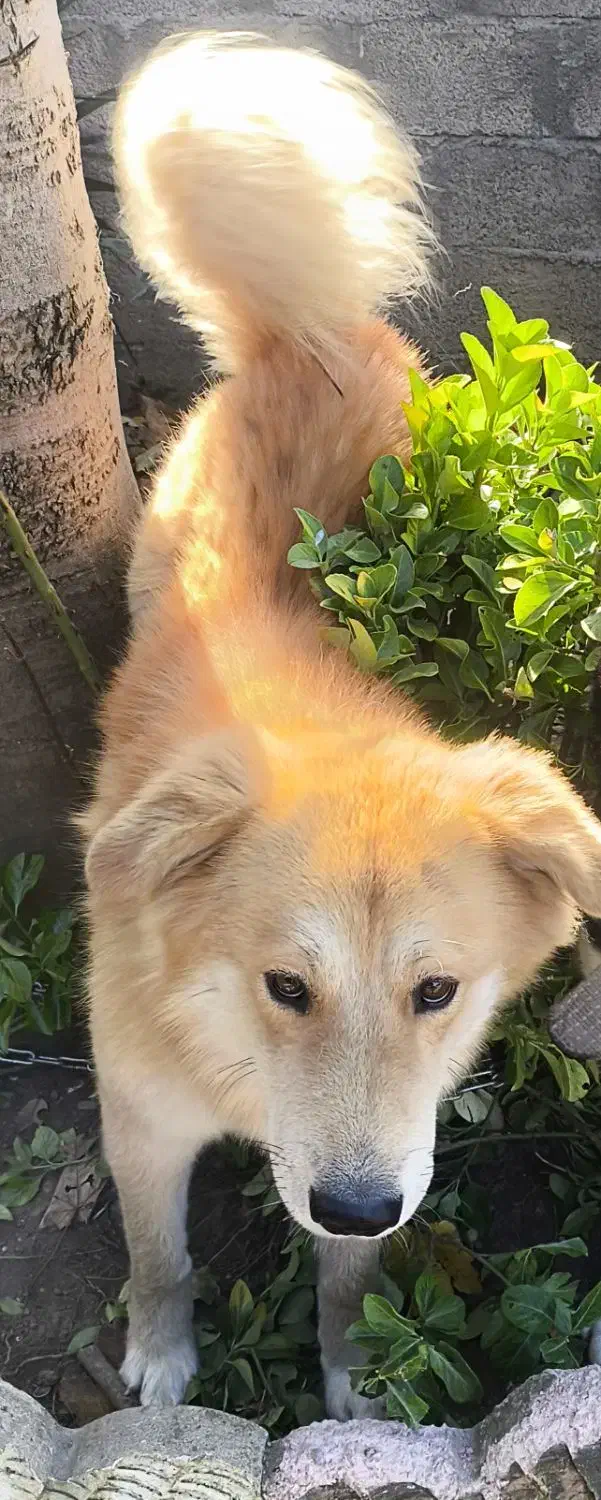 واگذاری گلدن نر|سگ|ماسال, |دیوار