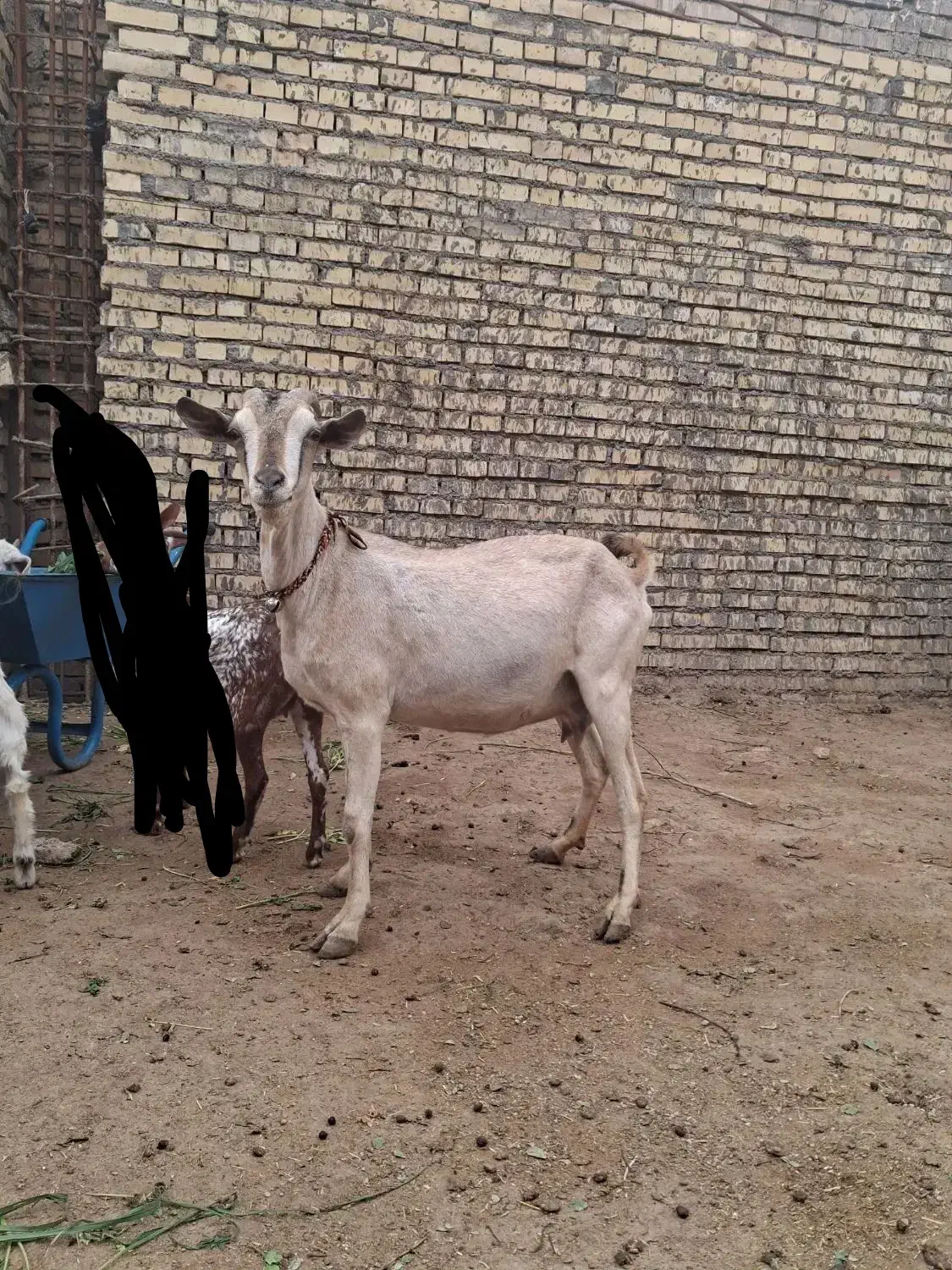 بز صلاله|حیوانات مزرعه|دزفول, |دیوار