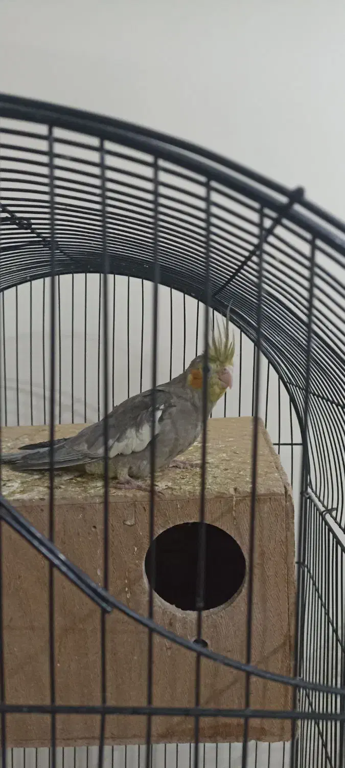 عروس هلندی|پرنده|پاکدشت, پاکدشت (مامازند)|دیوار