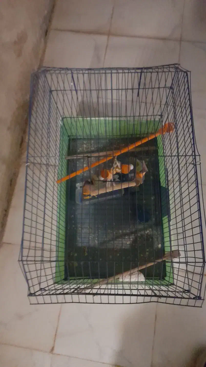 یک عدد قفس کوتوله برزیلی به فروش می رسد|پرنده|آران و بیدگل, |دیوار