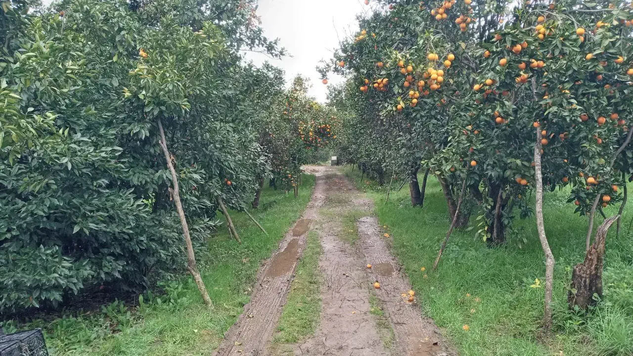 فروش ۶هکتارباغ مرکبات،دو  هکتاربافت،آب برق گاز|فروش زمین و ملک کلنگی|امامزاده عبدالله, |دیوار