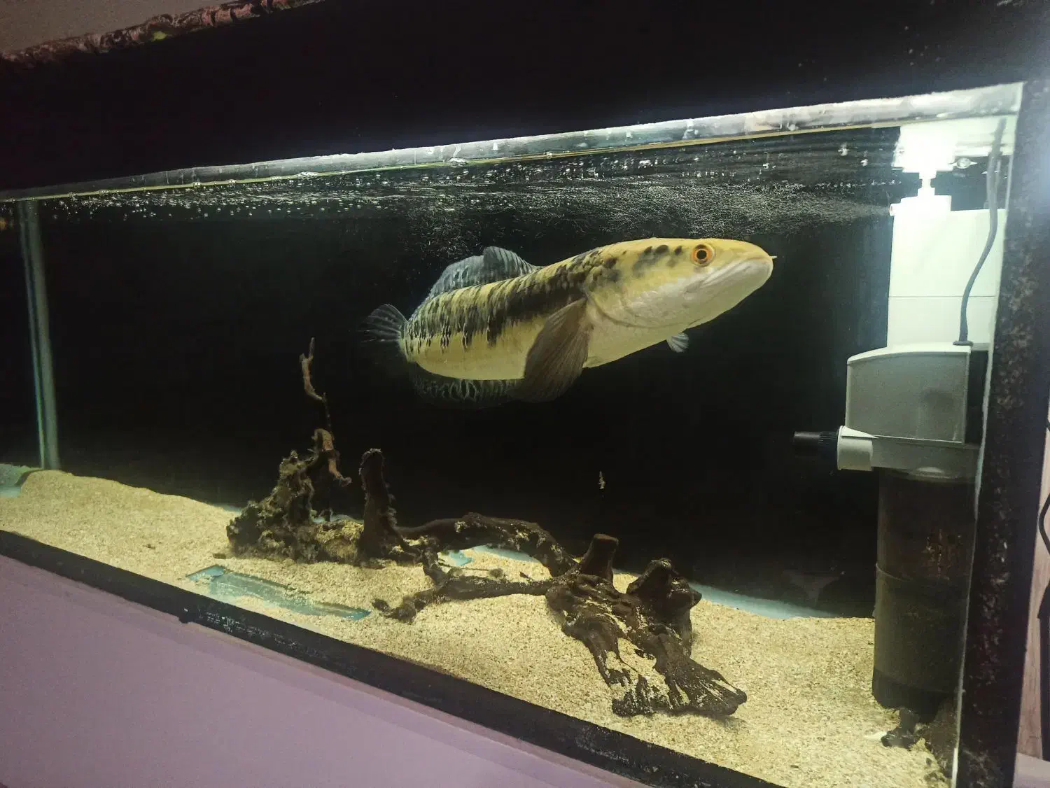 ماهی چانا 60سانت|ماهی|مرودشت, شهرک مهدیه|دیوار