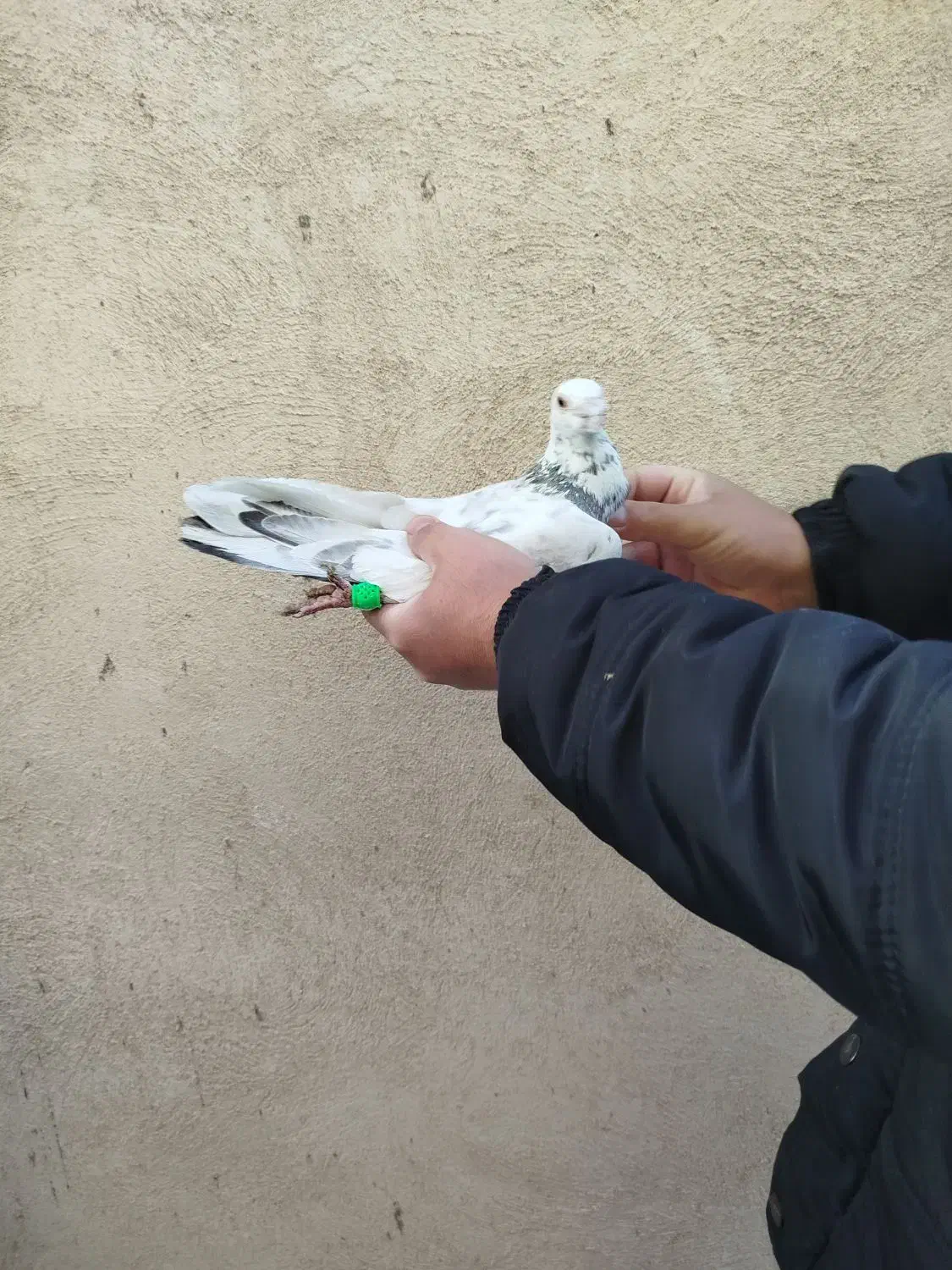 کبوترپلاکی|پرنده|محمدشهر, ولدآباد|دیوار