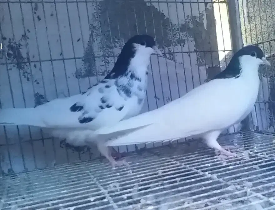 جفت یال شهری میمند|پرنده|میمند, |دیوار