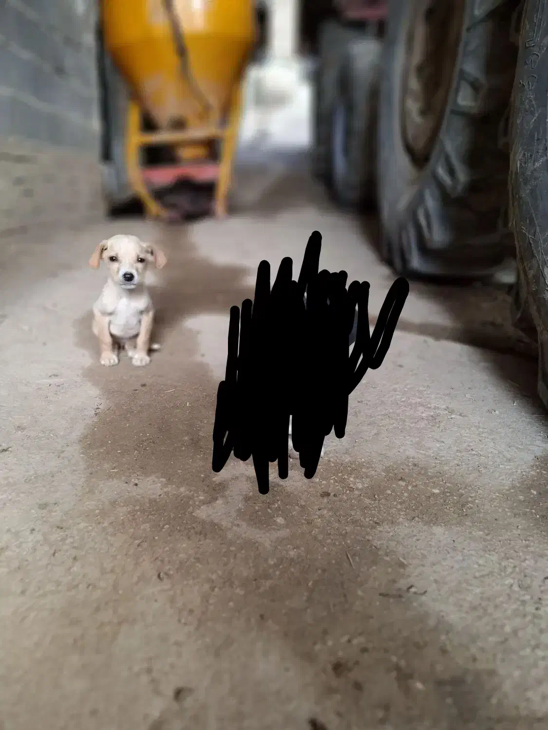 توله میکس انگلیس المان|سگ|مینودشت, |دیوار