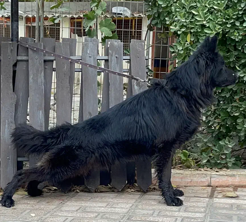 سگ ژرمن شپرد شولاین موبلند بلک شجره دار|سگ|تهران, آجودانیه|دیوار