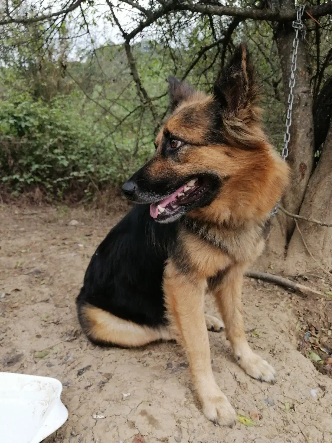 توله ژرمن ورک|سگ|چابکسر, |دیوار