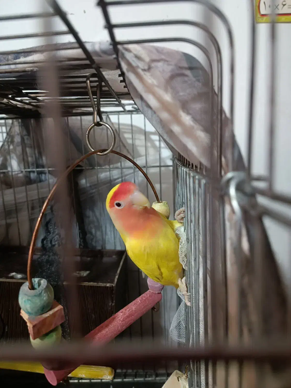 طوطی برزیلی|پرنده|سنندج, |دیوار