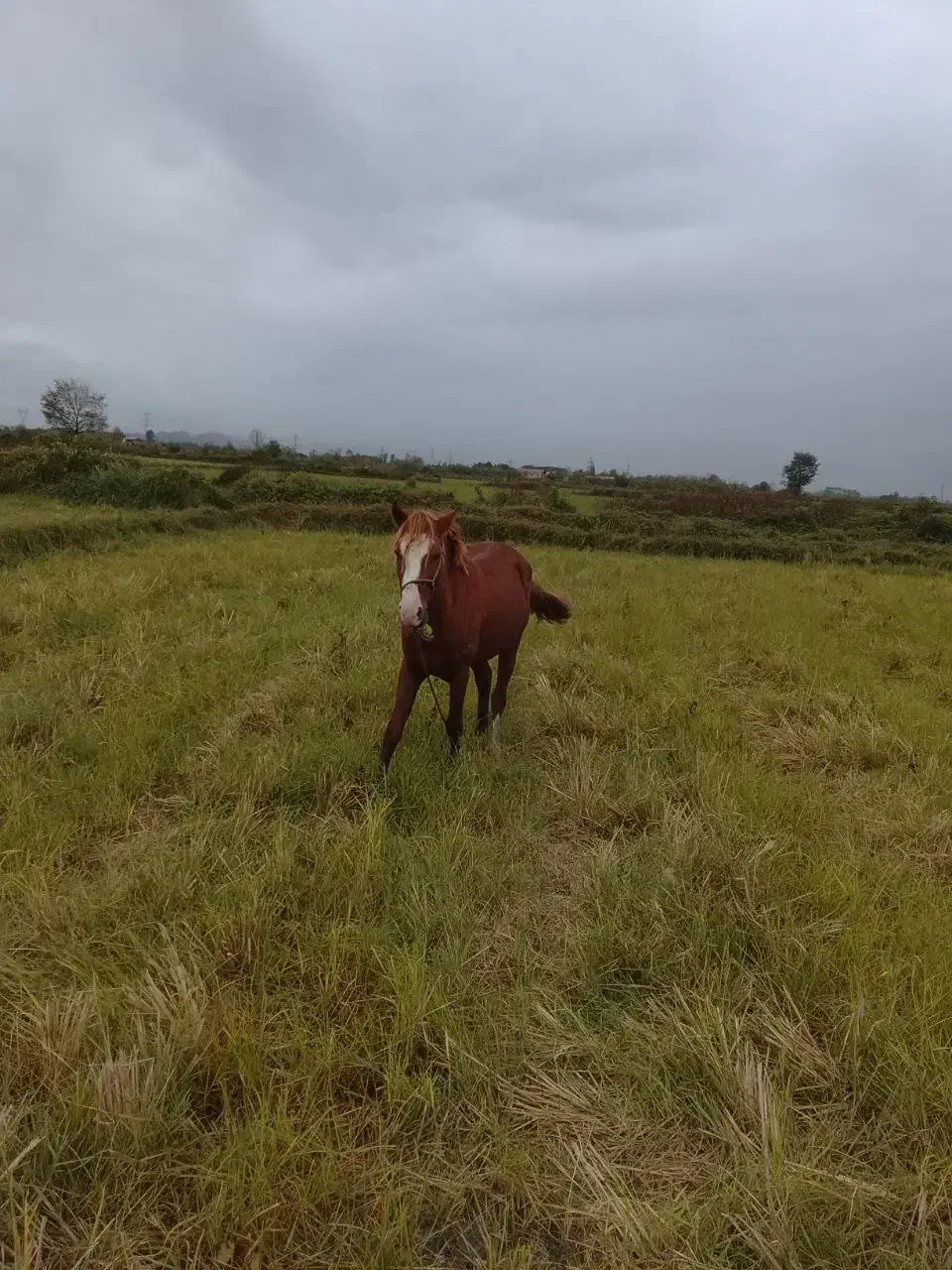 اسب نر کرُند ۴ ساله|اسب و تجهیزات اسبسواری|رودسر, |دیوار