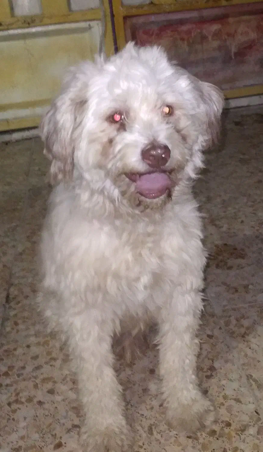 سگ پشمالو نر|سگ|بندر امام خمینی, |دیوار