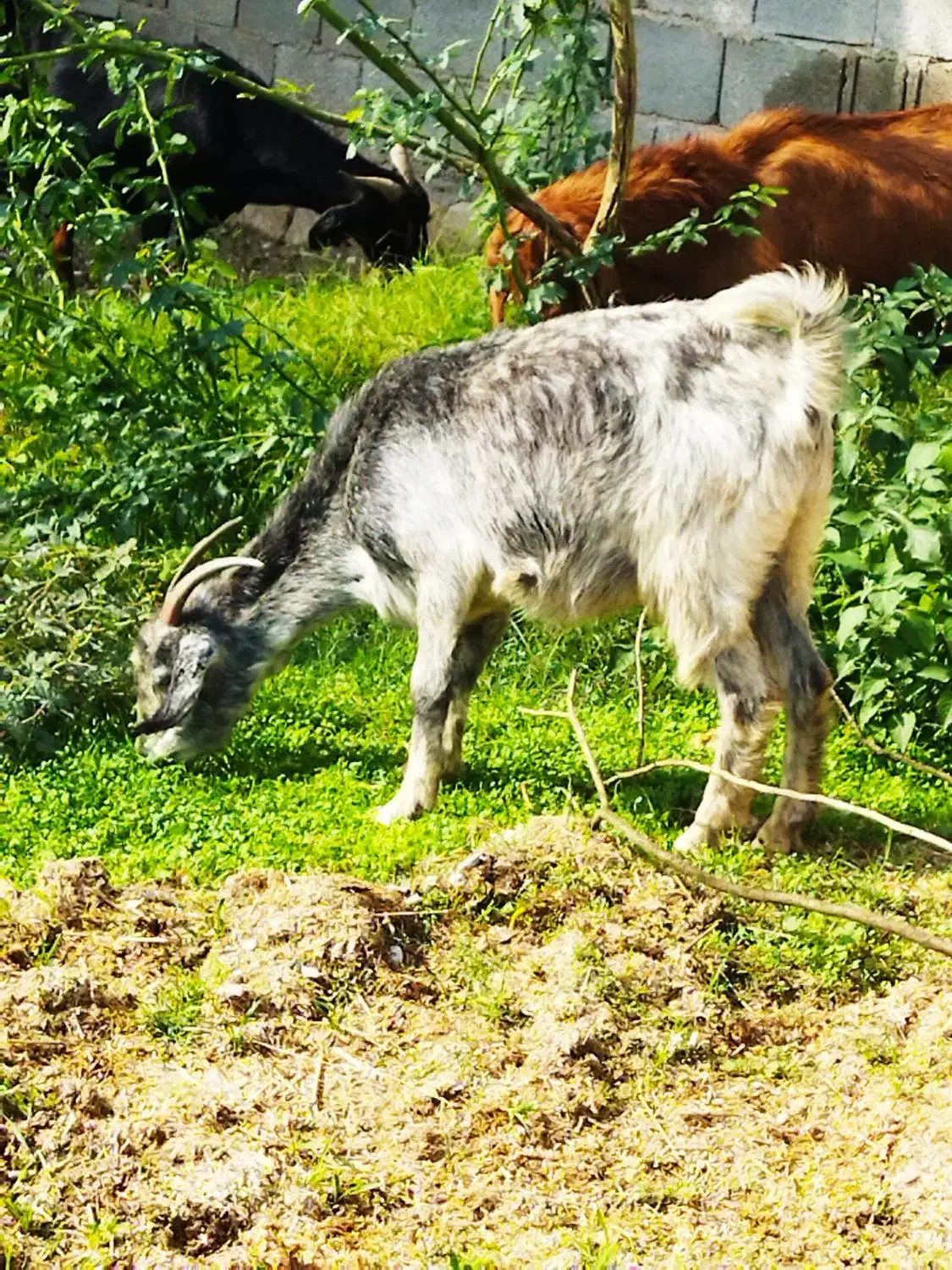 بز گمشده|حیوانات|بندر کنگان, |دیوار