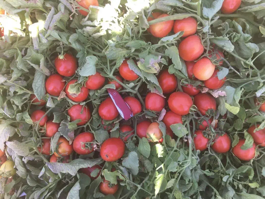 بذر گوجه فامور قیمت مناسب|حراج|میناب, |دیوار