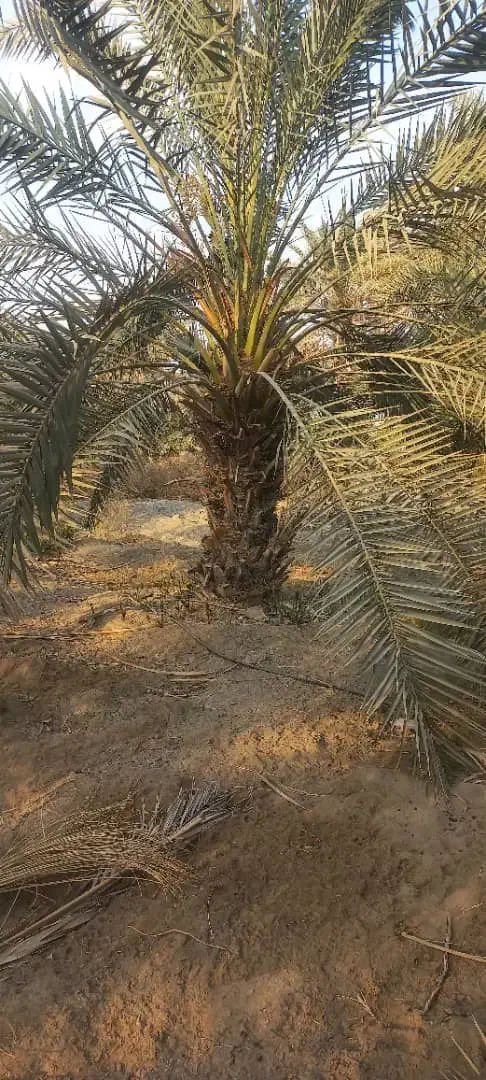 فروش درخت نخل|خدمات باغبانی و درختکاری|رودان, |دیوار