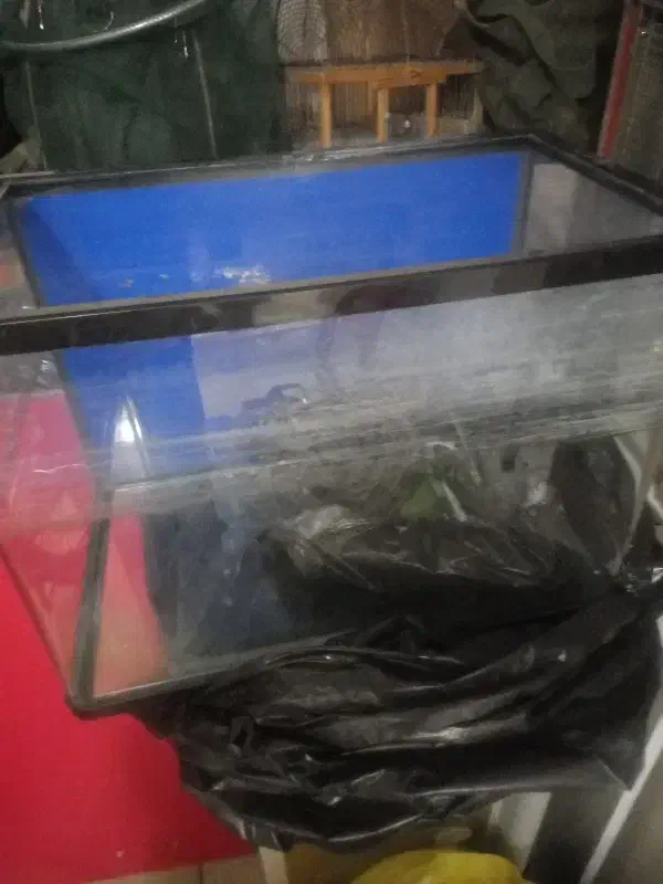 آکواریم|ماهی|قزوین, |دیوار