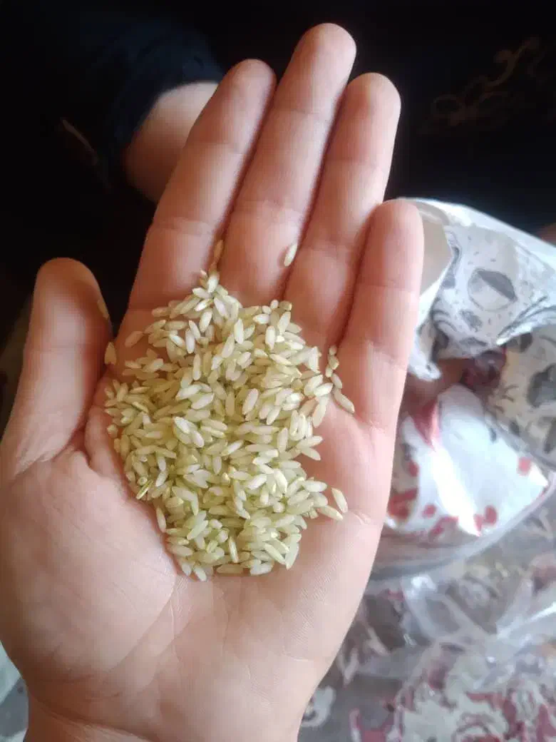 برنج عنبربو جنوب اصل  از کاشت به برداشت|عمده‌فروشی|اصفهان, قهجاورستان|دیوار