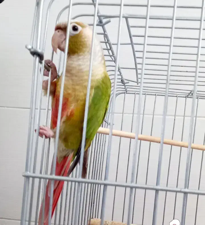 طوطی دستی|پرنده|تاکستان, |دیوار