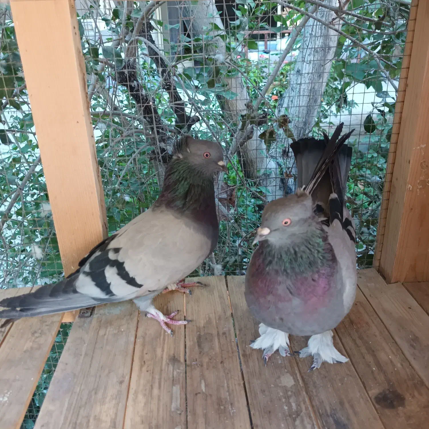 جوجه کبوتر اصفهانی|پرنده|خمینی‌شهر, |دیوار