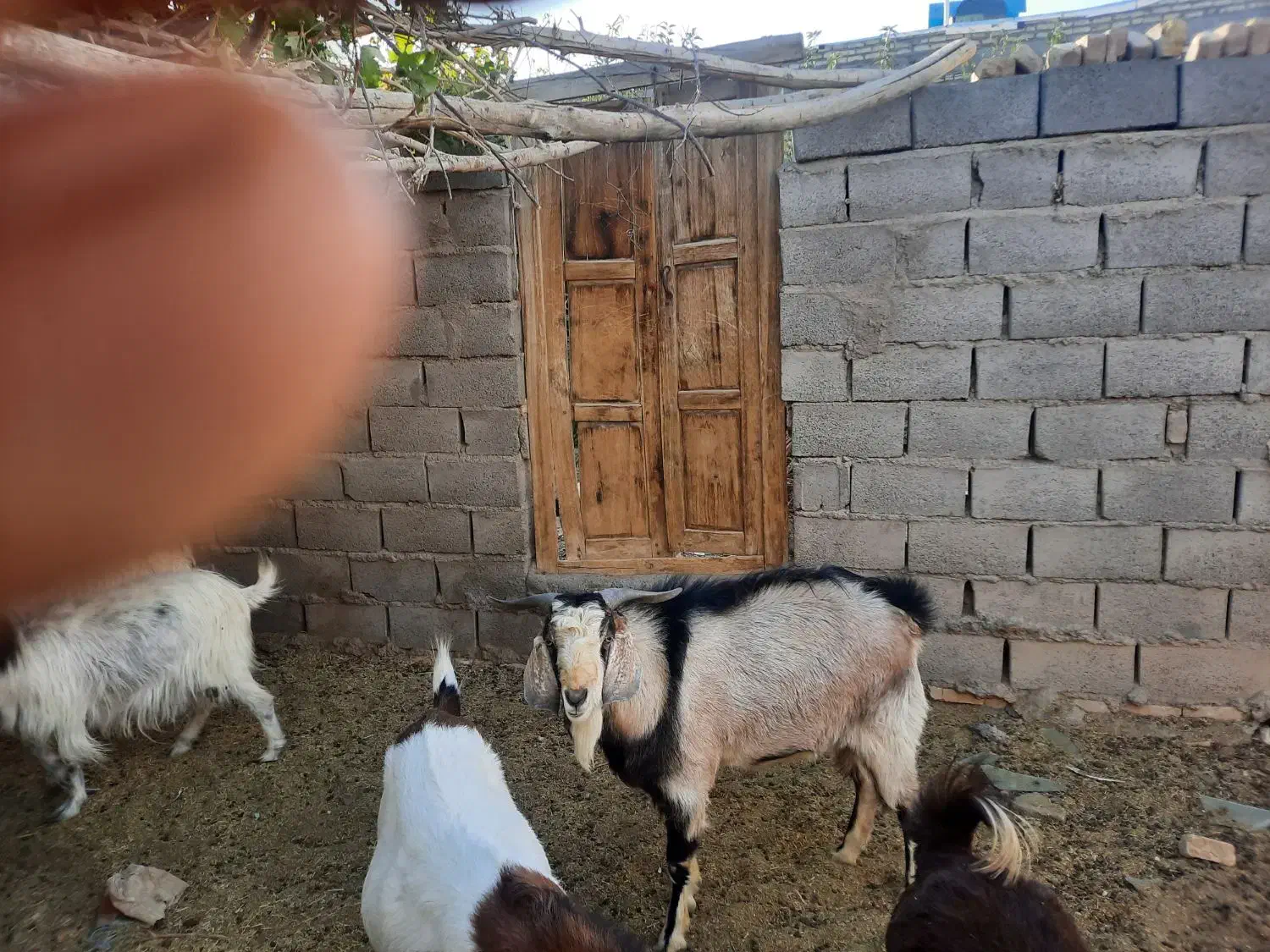 یک راس کره نر یک ساله از نژاد الپاین اصلی|حیوانات مزرعه|دهج, |دیوار