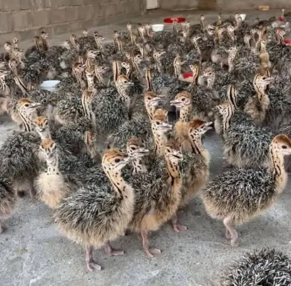 شتر مرغ|حیوانات مزرعه|شیراز, دارالرحمه|دیوار