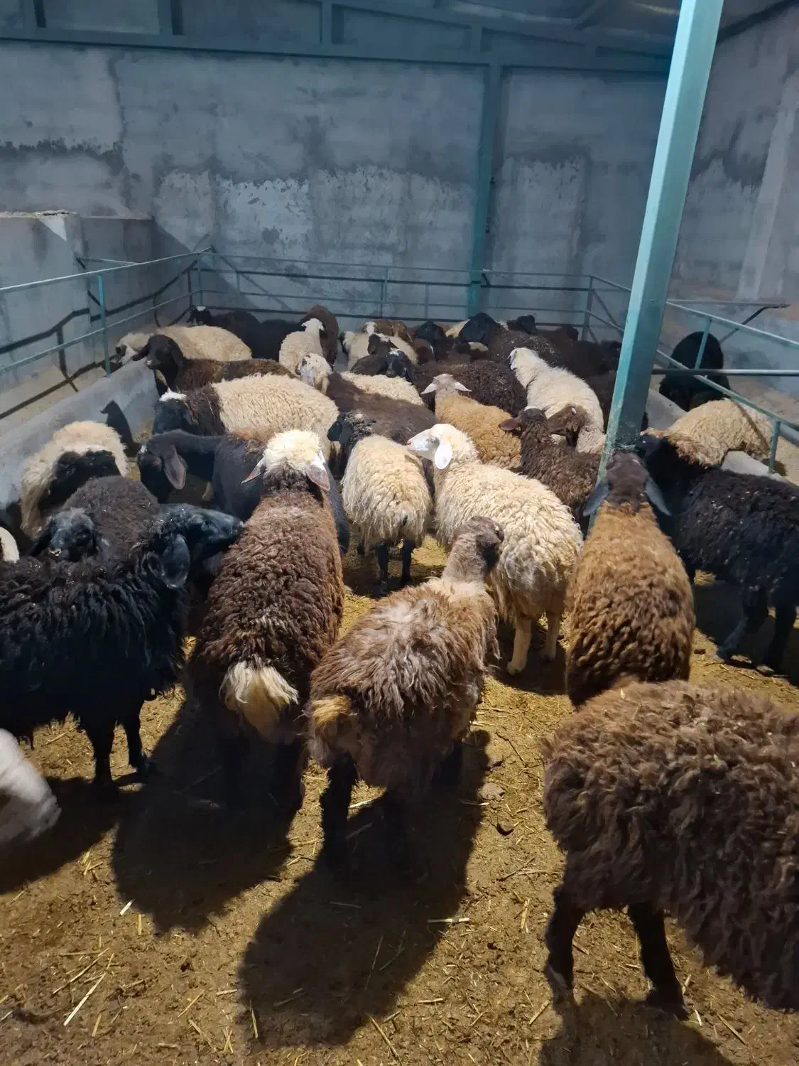 بره .میش .بزغاله|حیوانات مزرعه|نائین, |دیوار