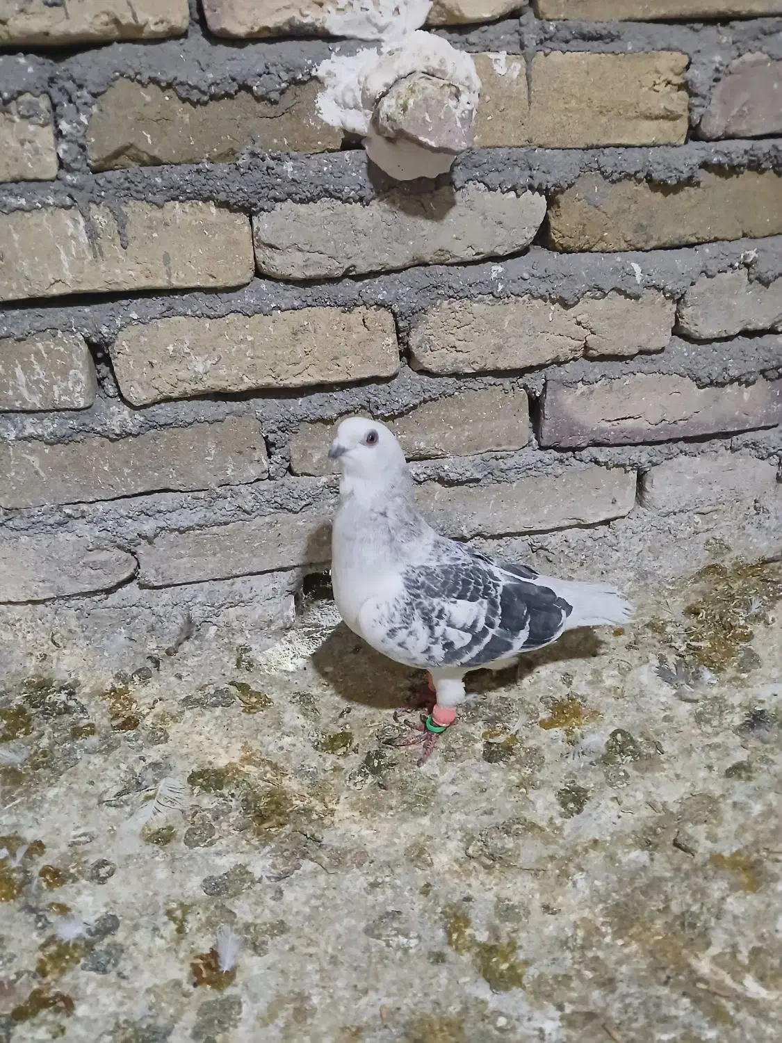 شامی|پرنده|سبزوار, شرق کال شمالی|دیوار