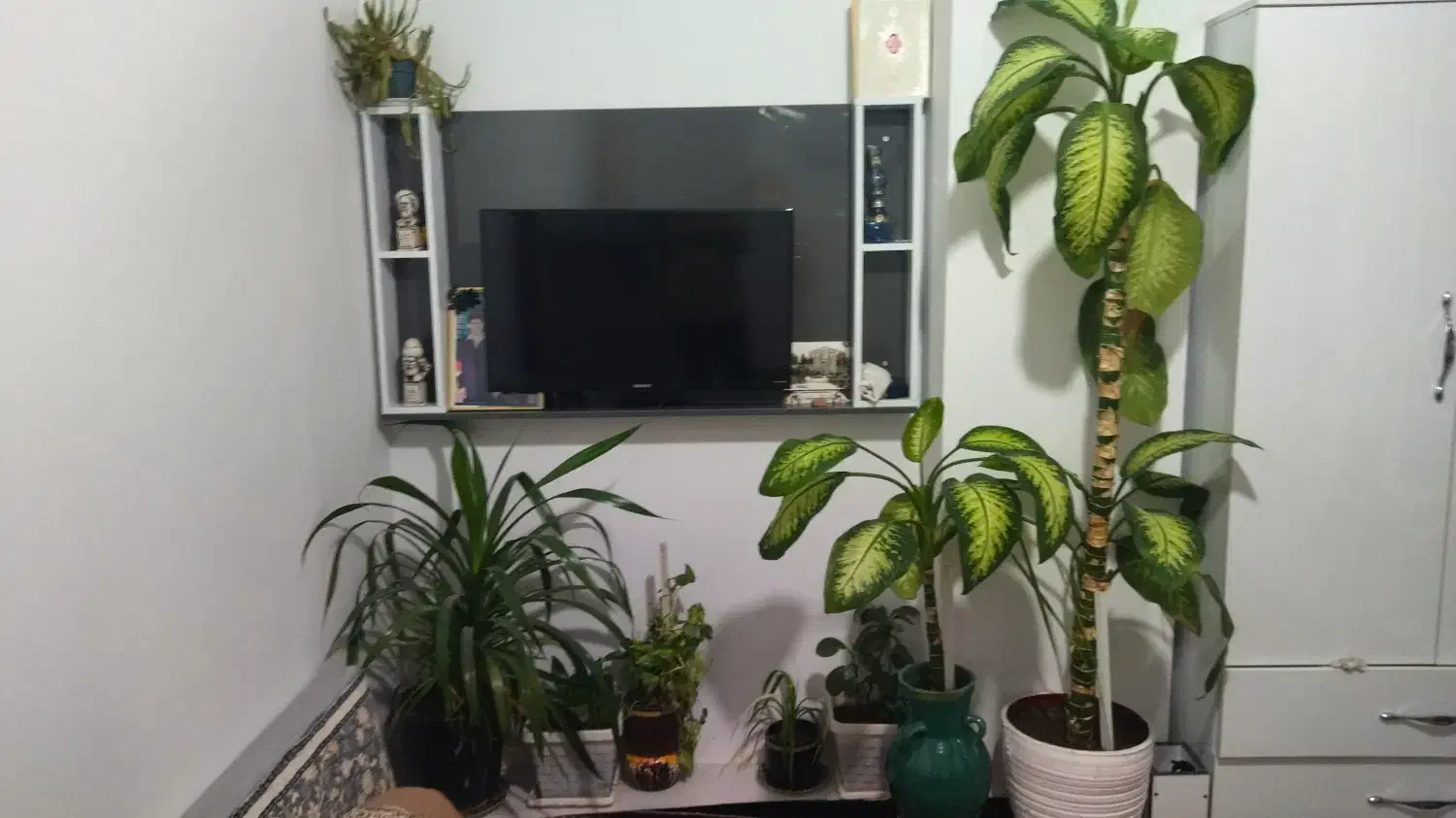 گل طبیعی|گل و گیاه طبیعی|کرمانشاه, |دیوار