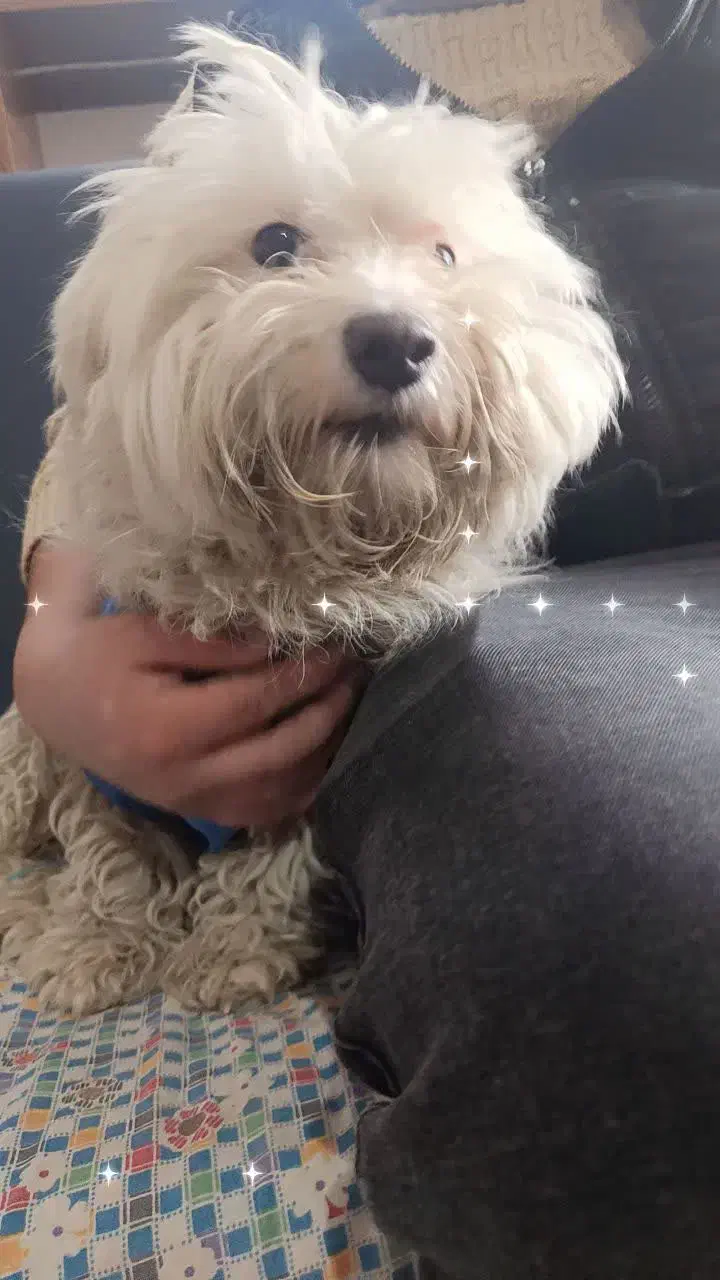 سگ خانگی|سگ|قم, تولید دارو و یخچال|دیوار