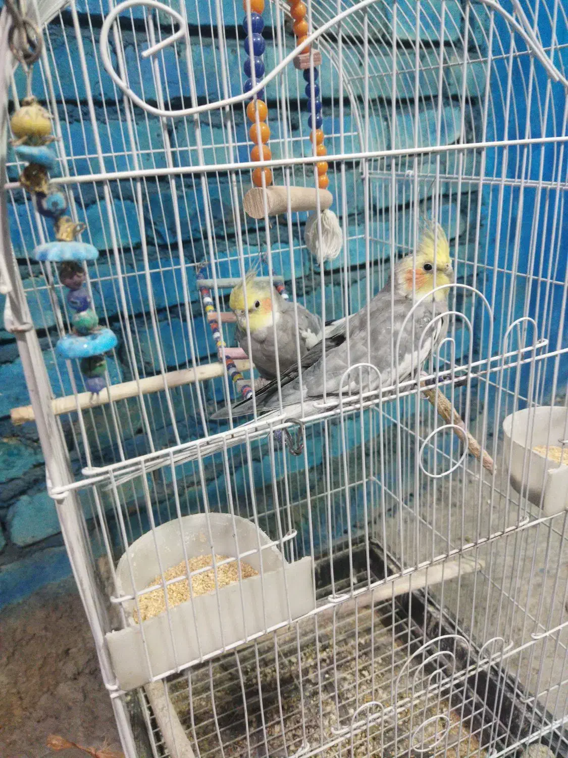 عروس هلندی|پرنده|قنوات, |دیوار