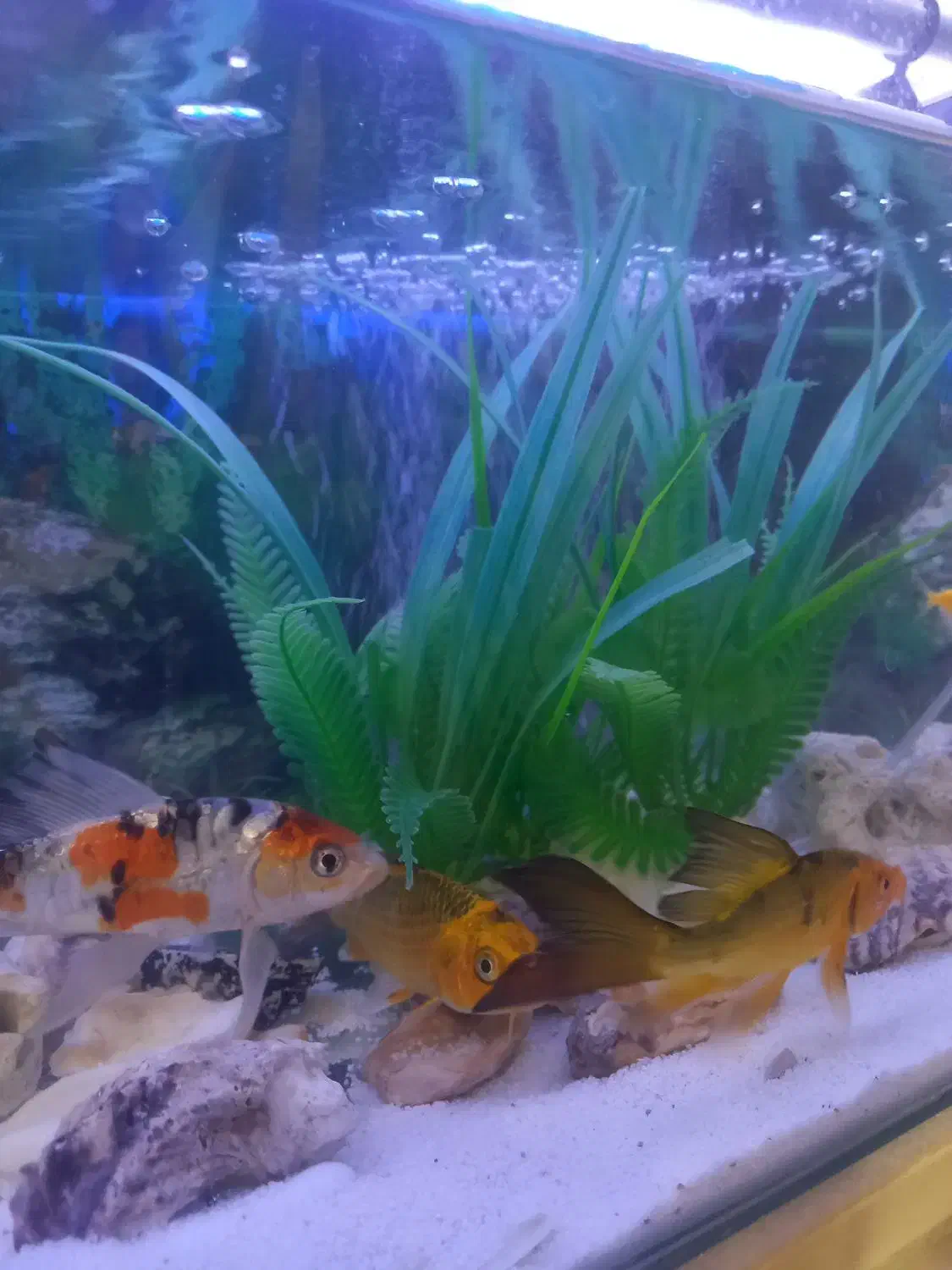 ماهی کوی|ماهی|مشهد, زمرد|دیوار