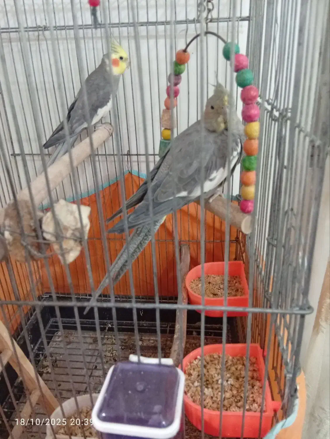 عروس هلندی مولد|پرنده|پاکدشت, پاکدشت (مامازند)|دیوار