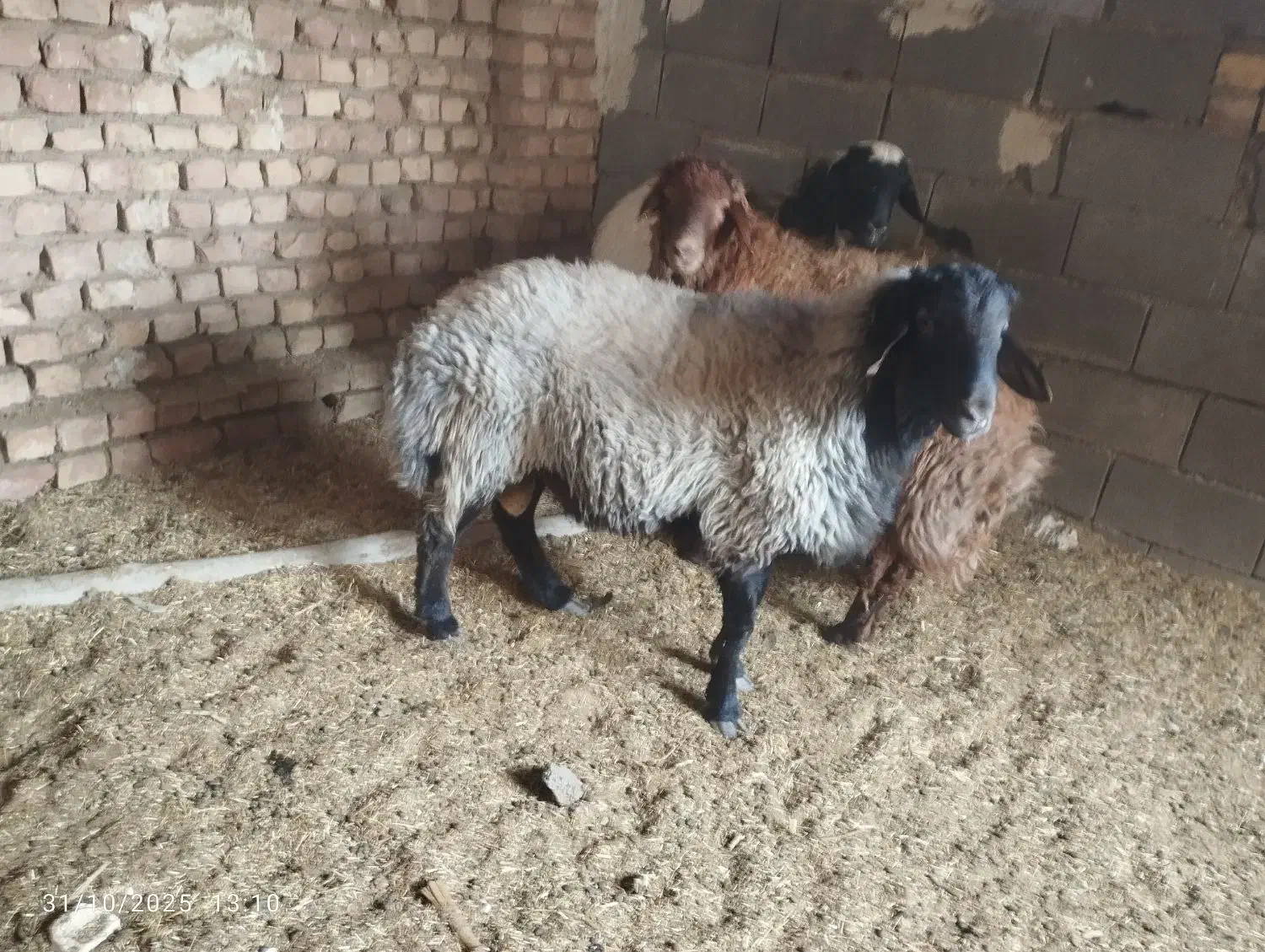 سه عدد بره نر فروشی|حیوانات مزرعه|کاشان, لتحر|دیوار