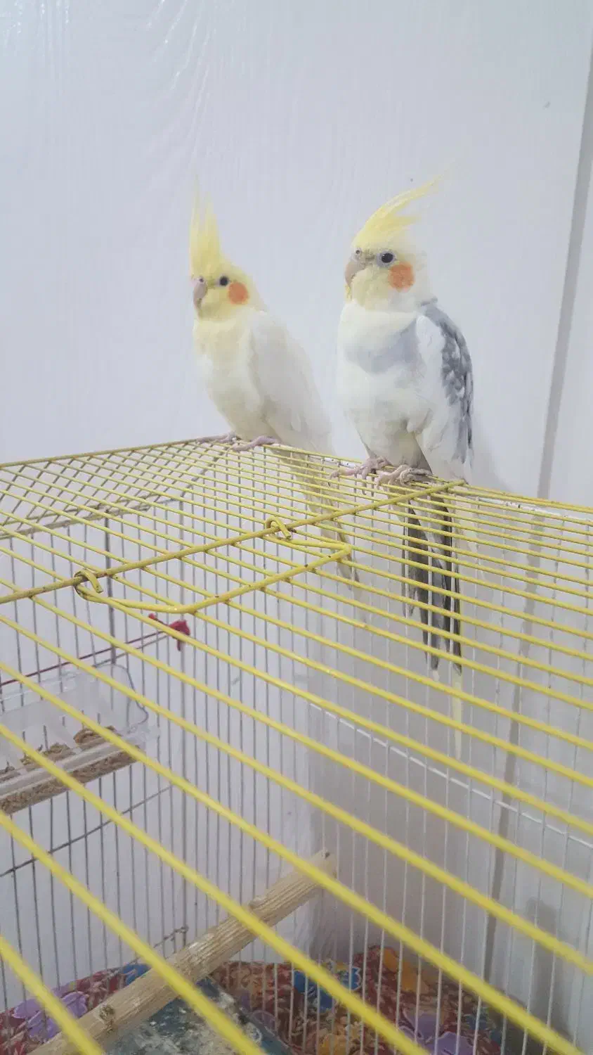 معاوضه دو جفت جفت عروس|پرنده|تهران, گرگان|دیوار