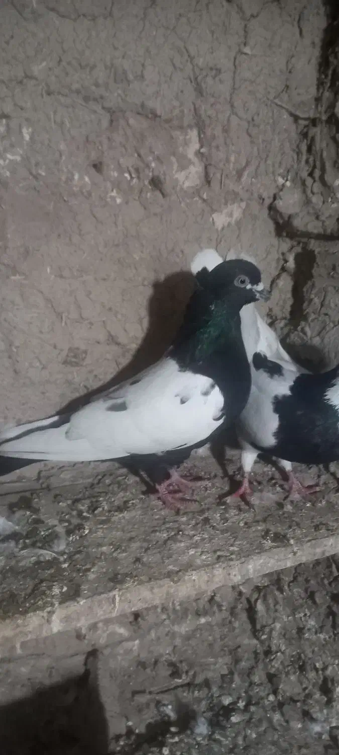 سینه سیاه نرپیس ککیل وکلفه ماده|پرنده|نمین, |دیوار