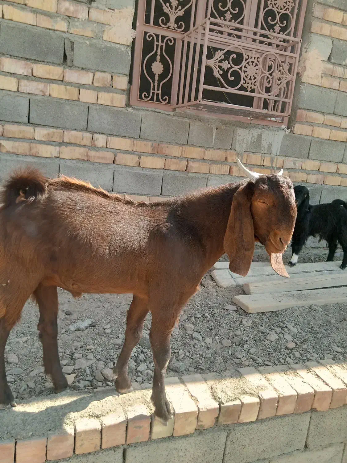 نر جوان نسلدار|حیوانات مزرعه|پیپ, |دیوار