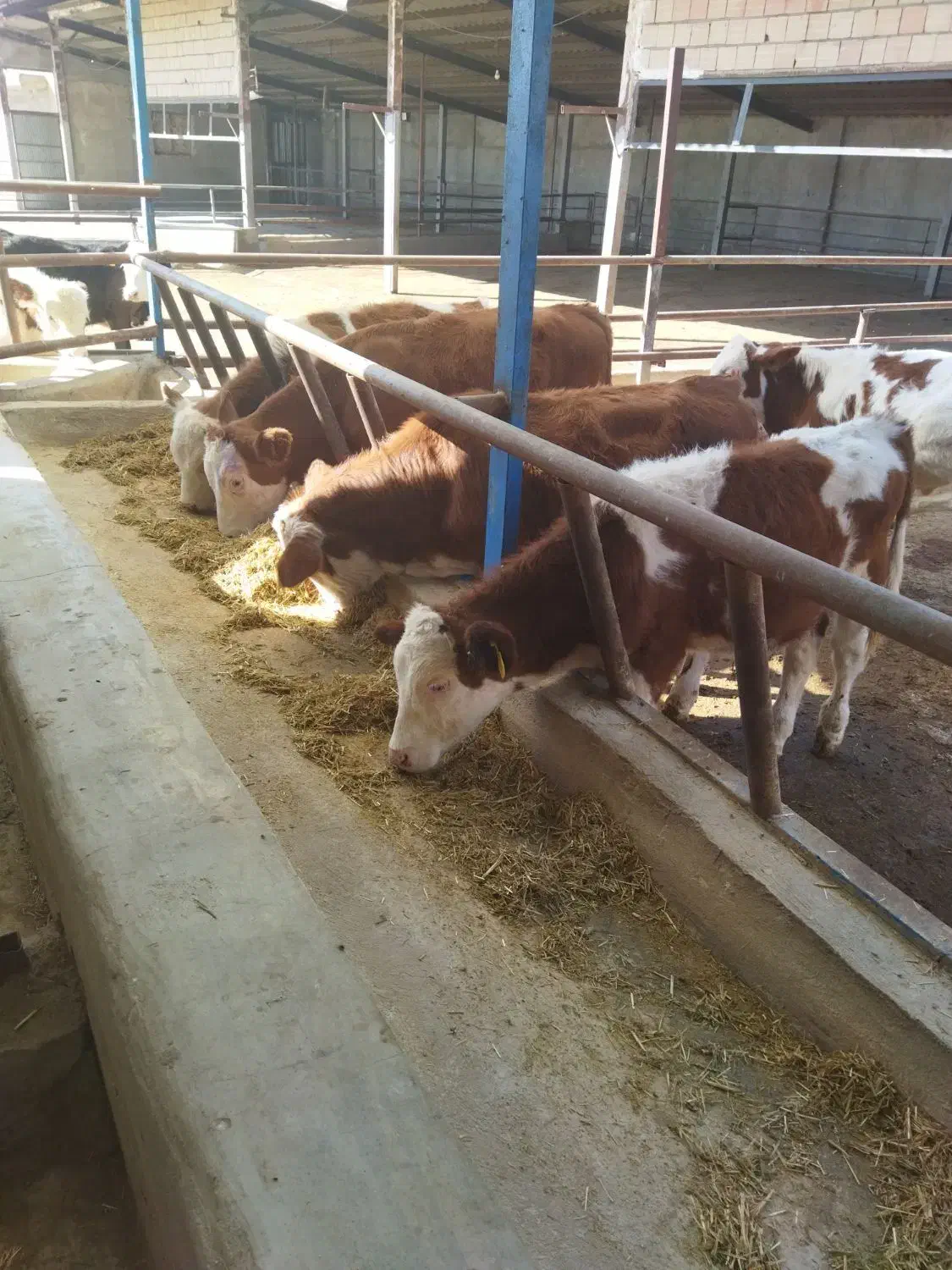 گوساله نر سیمنتال درجه یک|حیوانات مزرعه|کرج, فاز ۴ مهرشهر|دیوار