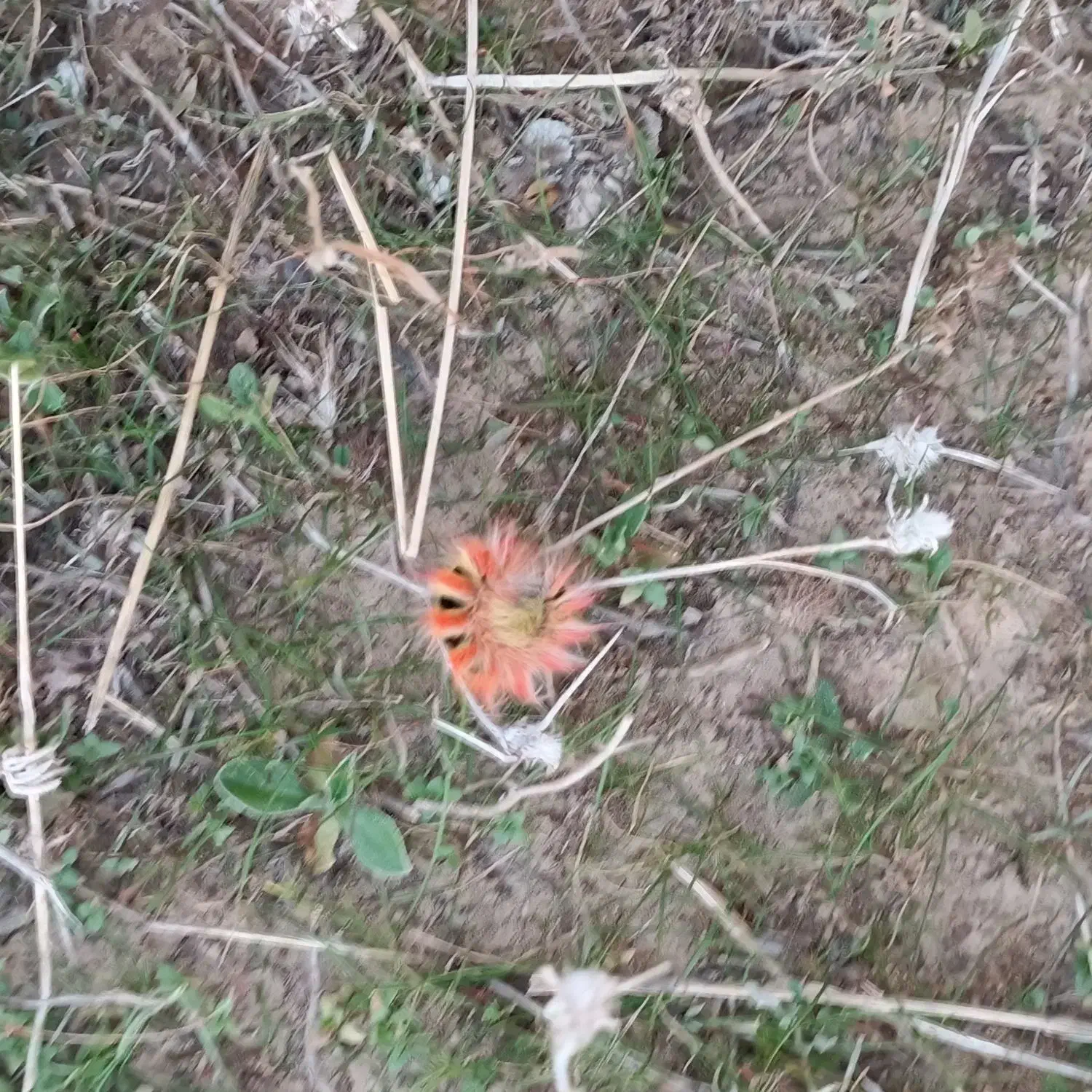 اجاره زمین کشاورزی داری آب برق وموتوراب|اجارهٔ کوتاهمدت ویلا و باغ|باوی, |دیوار