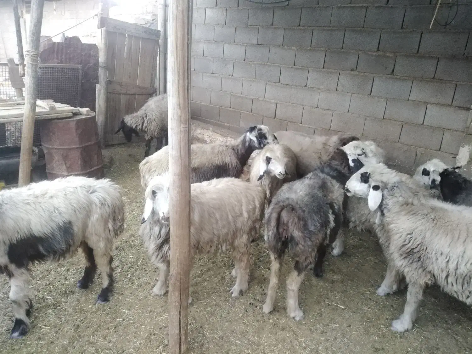 شیشک و میش ترکی|حیوانات مزرعه|شیراز, هفت تنان|دیوار