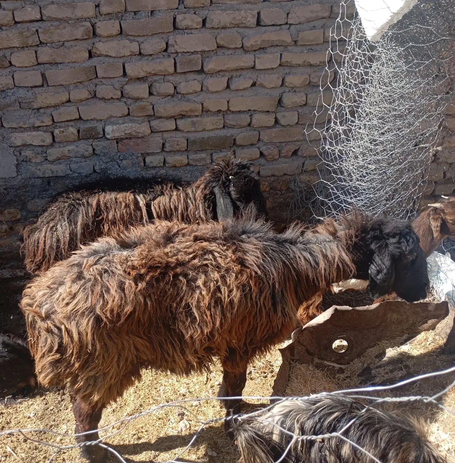 گوسفند|حیوانات مزرعه|بافت, |دیوار