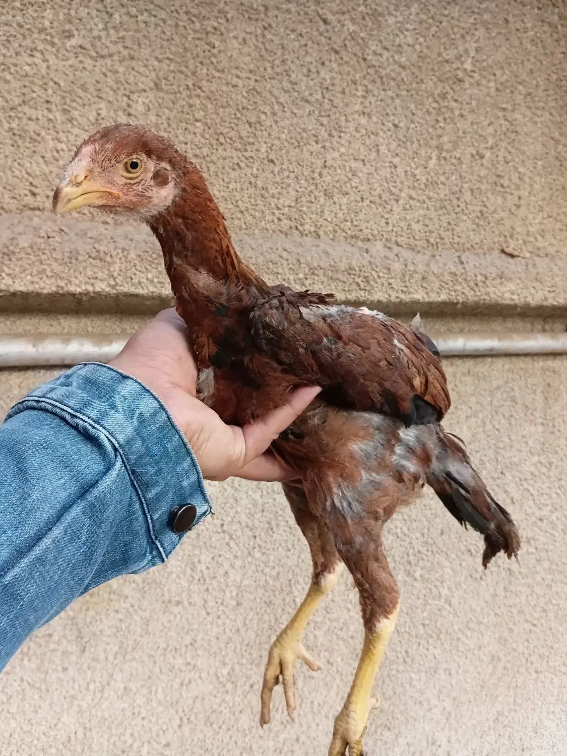 مرغ خروس لاری و جوجه لاری، تخم نطفه دار|حیوانات مزرعه|تربت جام, المهدی|دیوار