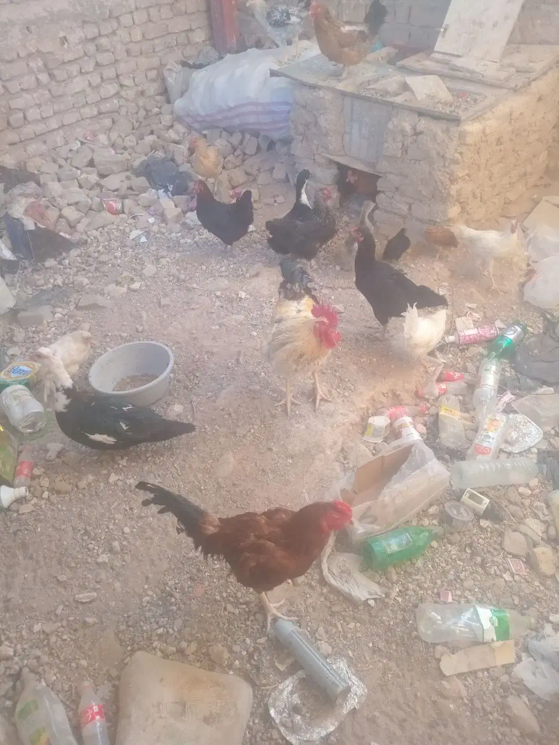 مرغ و خروس|حیوانات مزرعه|خواف, |دیوار