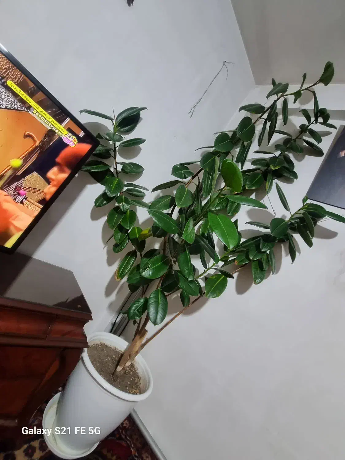 گل سالم|گل و گیاه طبیعی|تبریز, |دیوار