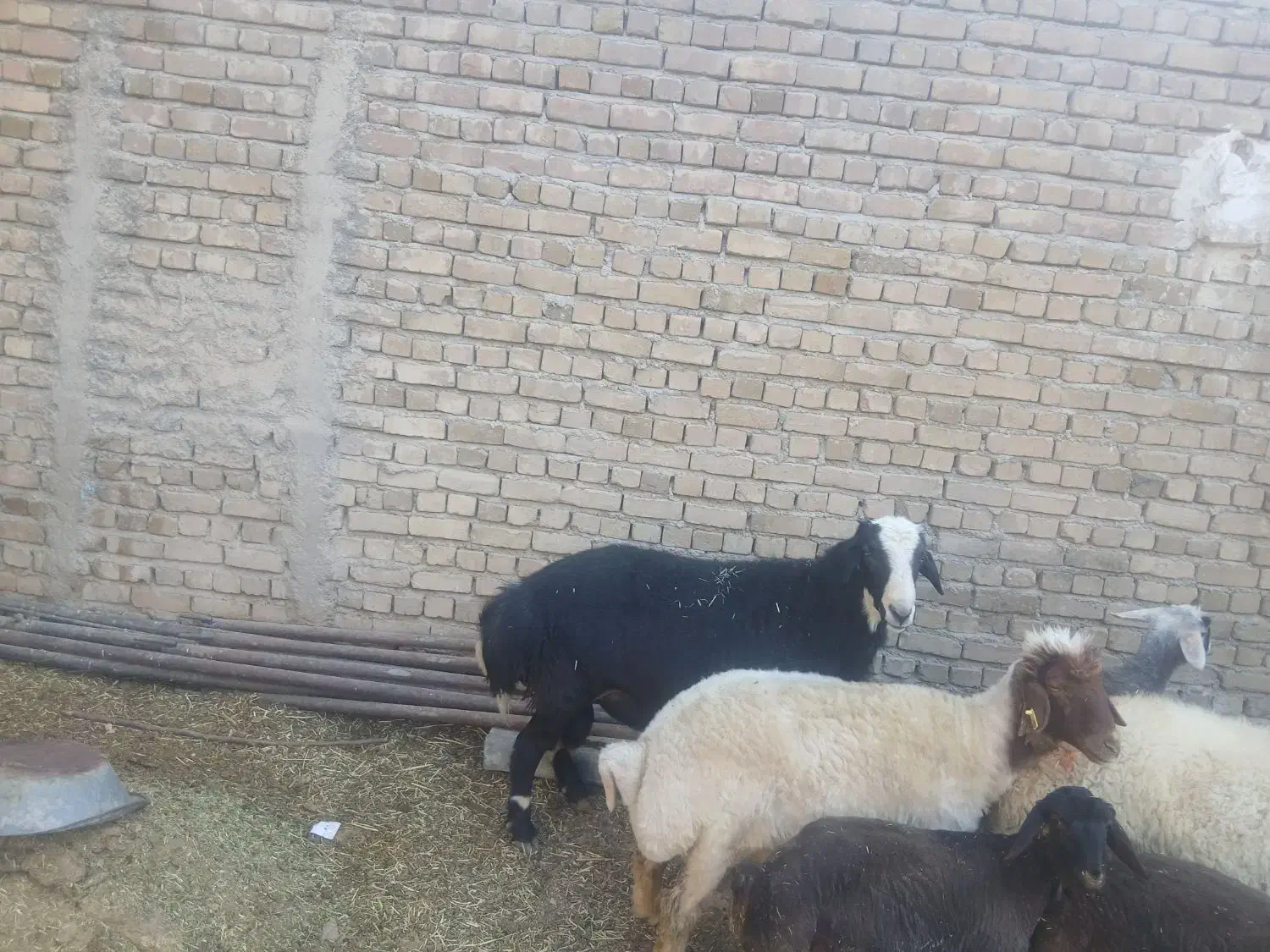 قوچ|حیوانات مزرعه|زاغه, |دیوار