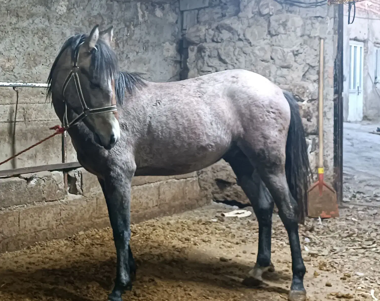 اسب|اسب و تجهیزات اسبسواری|مشگین شهر, |دیوار