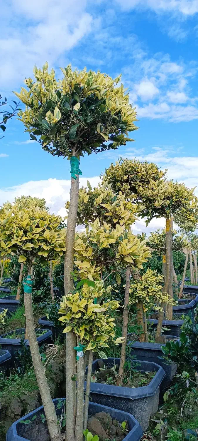 یاس هلندی سبز زمینی و ابلق گلدون۴۵|گل و گیاه طبیعی|آمل, |دیوار