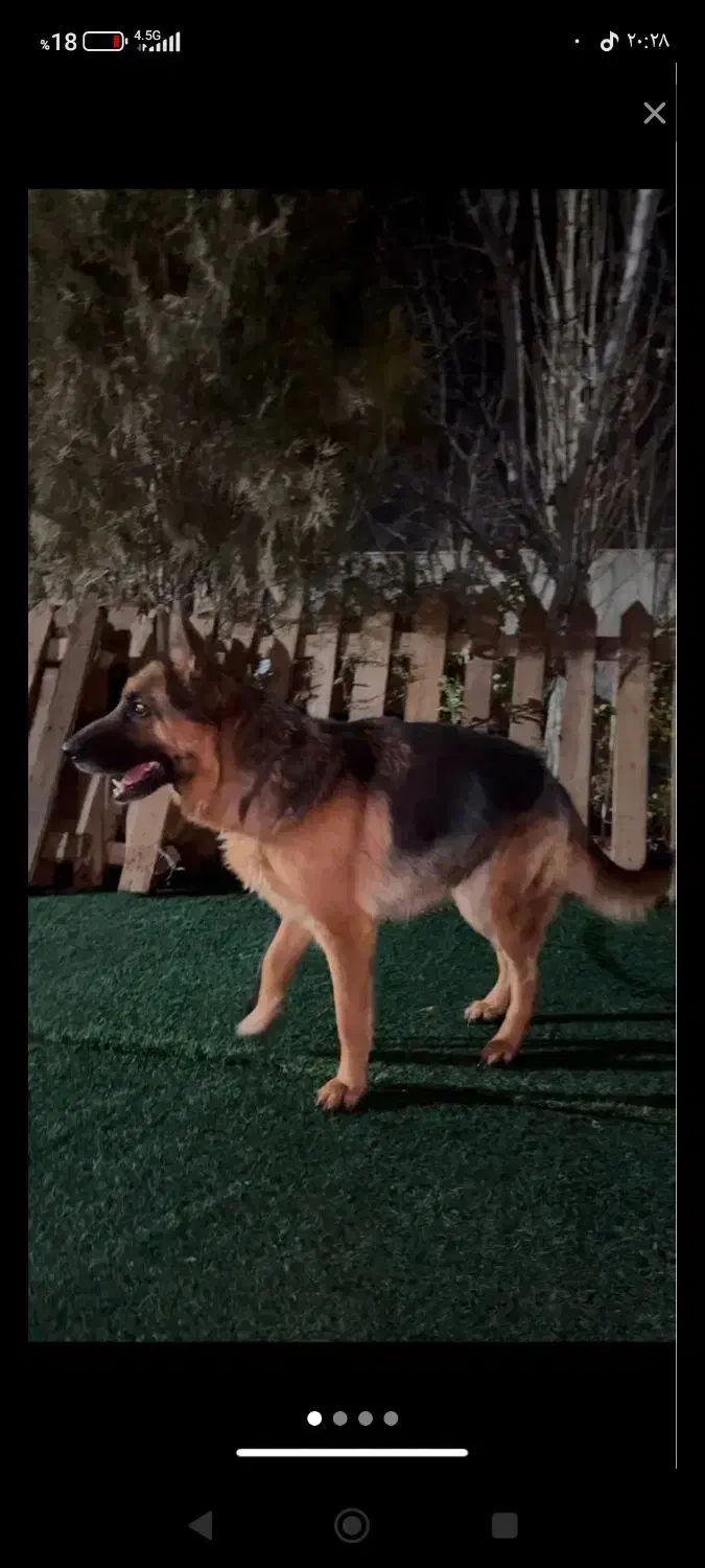 ژرمن مو کلاسیک|سگ|هشتگرد, هشتگرد قدیم|دیوار